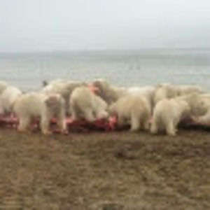 Meet your Posher, Vern